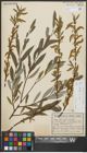 Foto von Salix alba subsp. alba L.